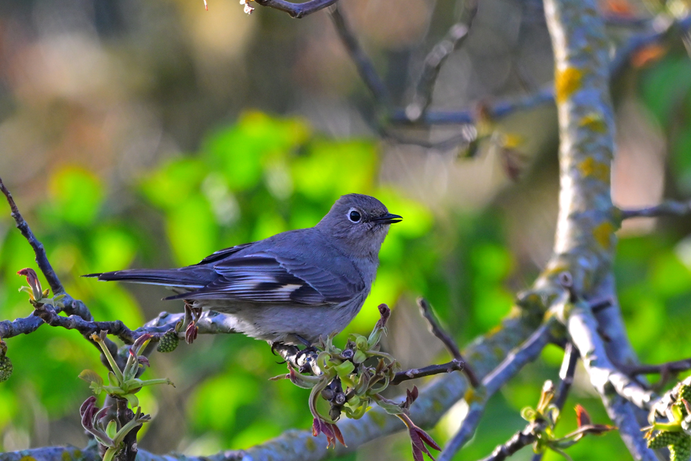 Townsend's Solitaire Townsend's Solitaire